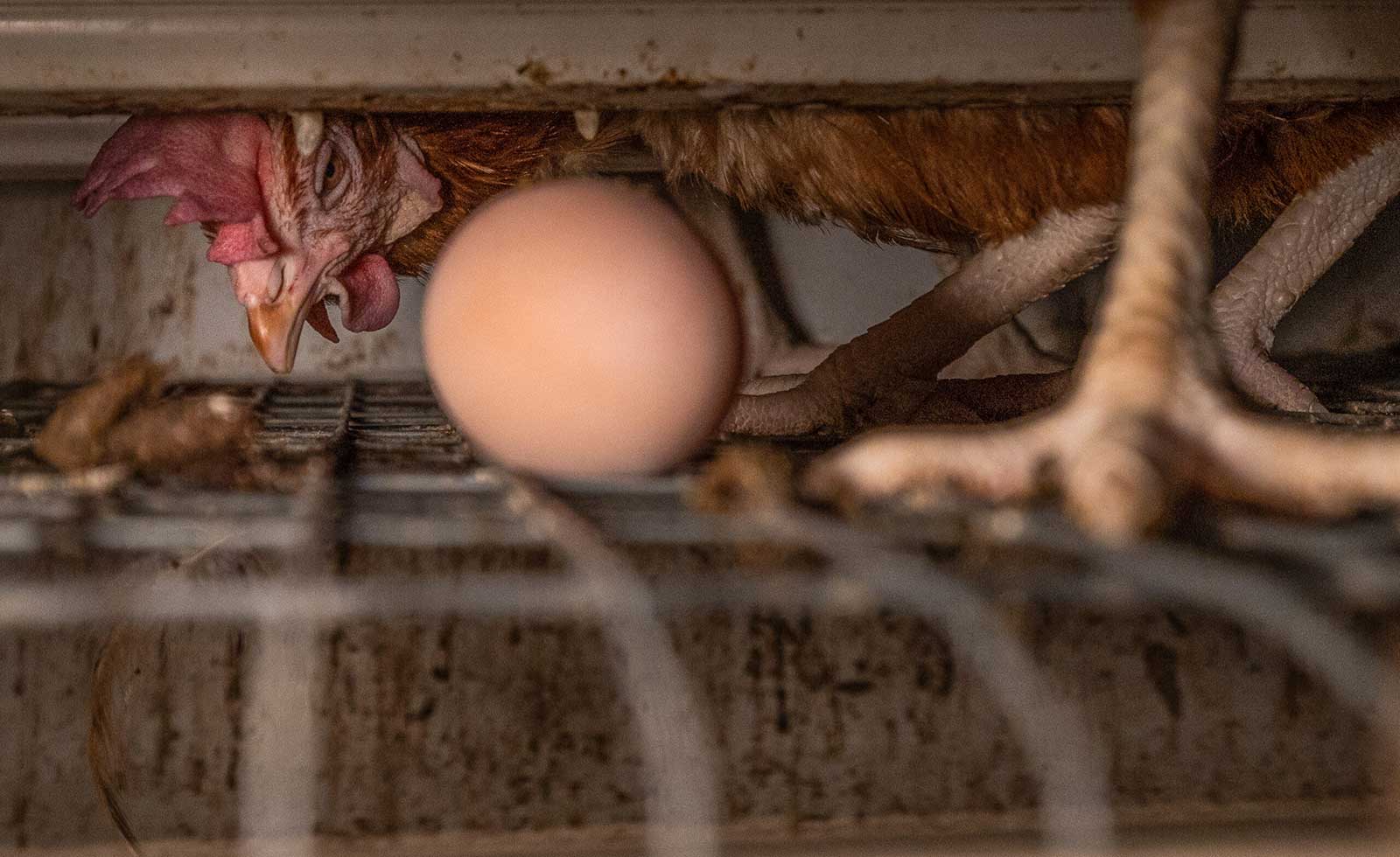 A laying hen in a battery cage on an industrial egg production farm peers from behind an egg. Their eggs are laid on a wire grid and transported away by conveyor to another building.
